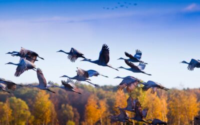 Autumn Bird Migration Hike