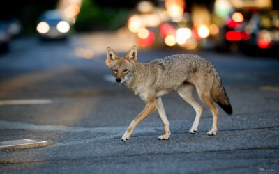 Urban Coyote Research