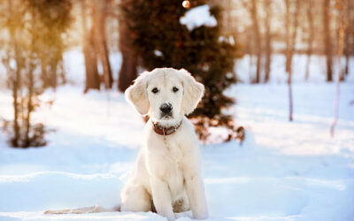 Winter Dog Photoshoot