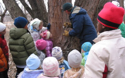 Magical Maple Syrup