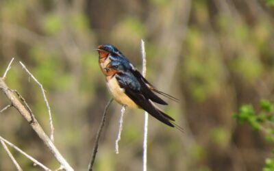 eBird and Bird Hike