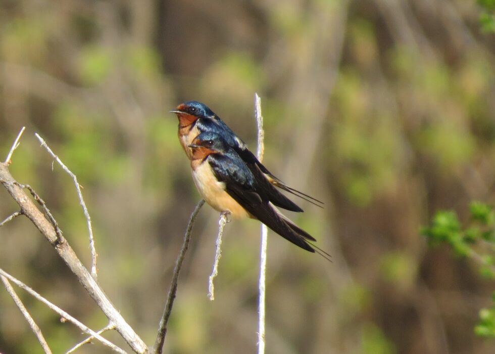 eBird and Bird Hike - Richfield Tourism Promotion Board