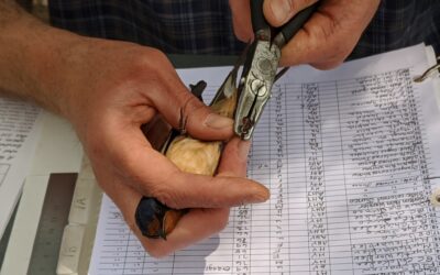 Bird Banding