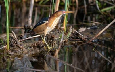 Spring Bird Hike