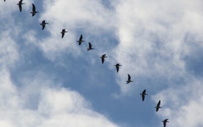 Autumn Bird Migration Hike