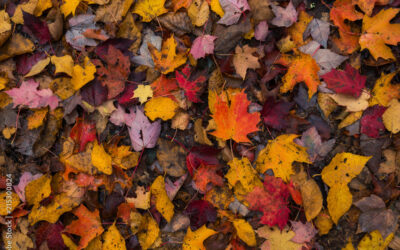 Nature in Your Neighborhood:  Fall Leaves