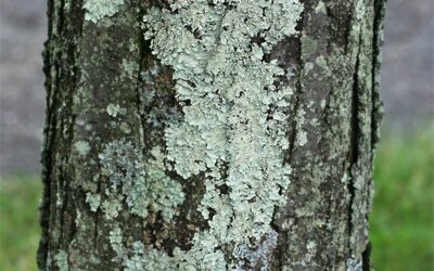 Hikin’ for Lichen with iNaturalist