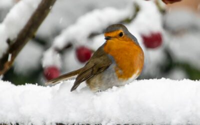Nature in Your Neighborhood: Animals in Winter