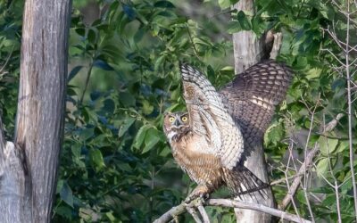 Look Out for Owls!