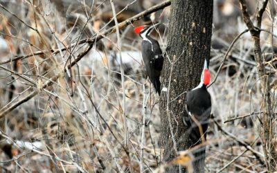 Spring Bird Hike