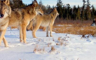 Voyageurs Wolf Project