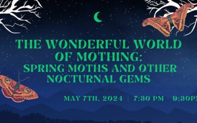 The Wonderful World of Mothing: Moths and Other Nocturnal Gems