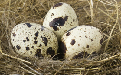 Nature in Your Neighborhood:  Animal Eggs