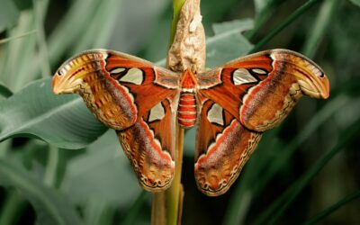 Wonderful World of Mothing: Moths and Other Nocturnal Gems