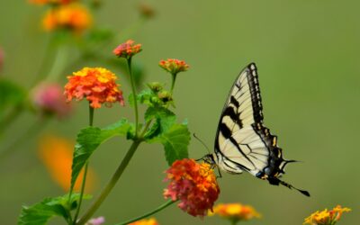 Pollinator Photography Hike