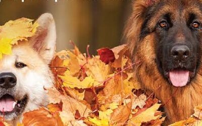 Bark in the Park Fall Social