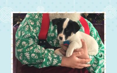 Pet Night with Santa at MOA