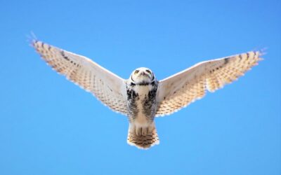 Veteran’s Park Spring Cleanup